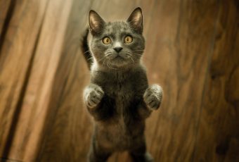 FYI: Declawing your feline friend is really cruel