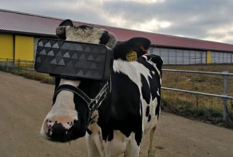 This cow is rocking a VR headset and we want to know why